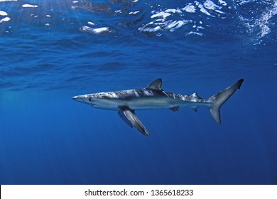 Blue Shark, Prionace Glauca