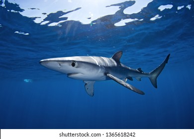 Blue Shark, Prionace Glauca