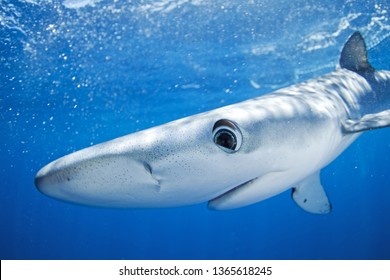 Blue Shark, Prionace Glauca