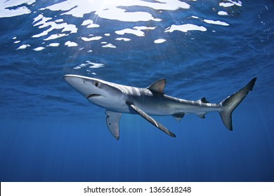 Blue Shark, Prionace Glauca