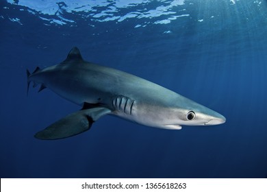 Blue Shark, Prionace Glauca