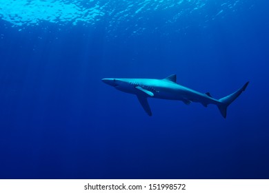 Blue Shark  (Prionace Glauca)