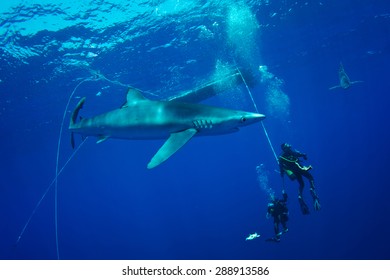 Blue Shark - Prionace Glauca