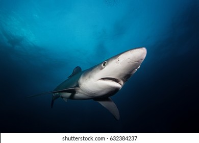 Blue Shark, Prionace Glauca, Atlantic Ocean