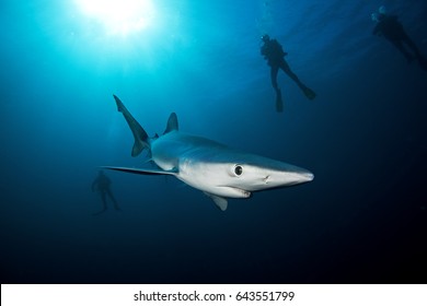 Blue Shark, Prionace Glauca, Atlantic Ocean