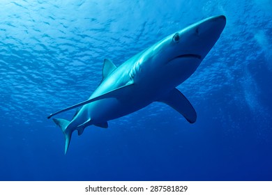 Blue Shark - Prionace Glauca Of Azores