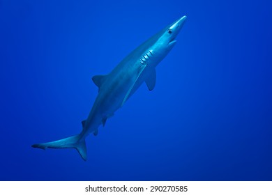 Blue Shark - Prionace Glauca, Azores.