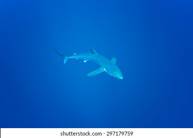 Blue Shark - Prionace Glauca, Azores