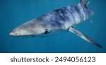 blue shark, Prionace glauca, encountered off Cape Infanta, South Africa