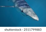 blue shark, Prionace glauca, encountered off Cape Infanta, South Africa