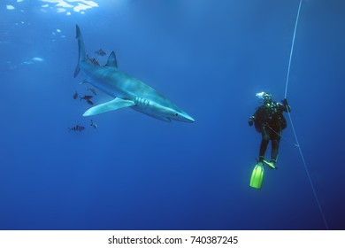 The blue shark (Prionace glauca) interaction between shark and diver. Diving in the Atlantic in the Azores with predators.