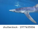 blue shark, Prionace glauca, with shortfin mako shark, Isurus oxyrinchus, in the background observed off Cape Point, South Africa