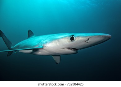 Blue Shark, Prionace Glauca, South Africa