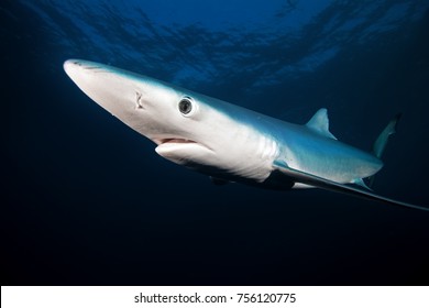 Blue Shark Prionace Glauca South Africa Stock Photo (Edit Now) 756120775