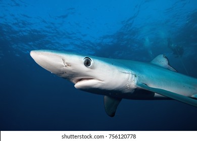 Blue Shark, Prionace Glauca, South Africa