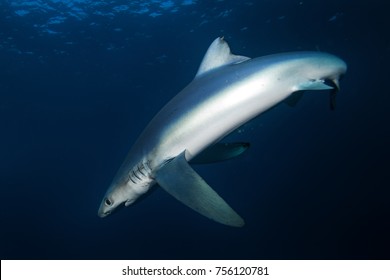 Blue Shark, Prionace Glauca, South Africa