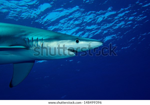 Blue Shark Requin Bleu Prionace Glauca Stock Photo Edit Now