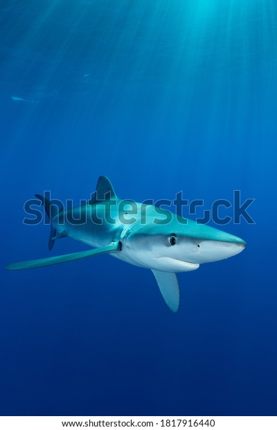 K90 Maia & Borges Sealife Hai Blauhai Blue Shark handbemalt K90 Maia & Borges Sealife Hai Blauhai Blue Shark handbemalt