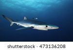 Blue shark swimming in the blue. Image was taken during a baited shark dive offshore, out past Western Cape in South Africa. .