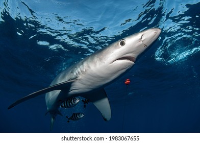 A Blue Shark Swimming Just Below Water Surface In Atlantic Ocean In Azores, Portugal