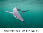 Blue shark underwater close up wide angle