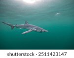 Blue shark underwater close up wide angle