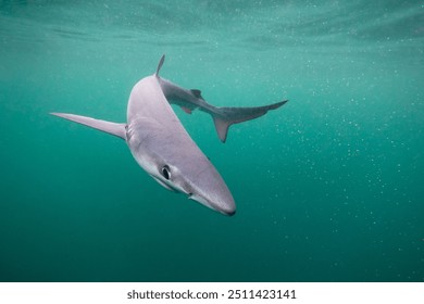 Blue shark underwater close up wide angle - Powered by Shutterstock