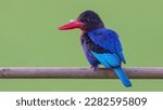Blue; Sharp; Red; Beak; Kingfisher; Bird; Stick; Light; Greev; Background

