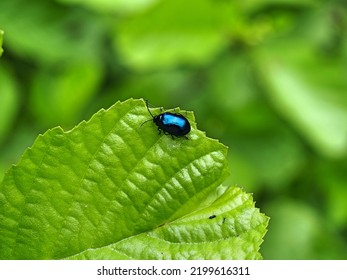 Blue Shiny Beetle On A Leaf