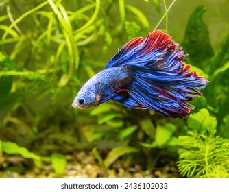 Blue Siamese Fighting Fish, Rosetail Halfmoon Aquarium Pet, Blue Red Betta Splendens in Fish Tank Closeup
