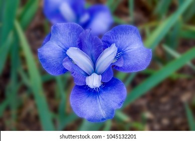 Blue Siberian Iris Bloom