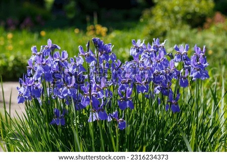 Blue siberian iris in spring garden. Group of blooming Siberian irises (iris sibirica) in the garden