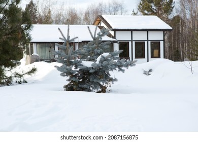 Blue Siberian Spruce Grows Only In A Few Places In Siberia