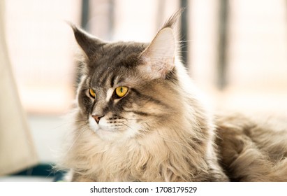 Silver Mackerel Tabby Images Photos Et Images Vectorielles De Stock Shutterstock