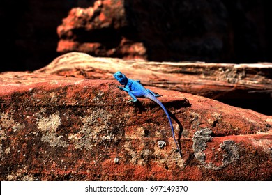 The Blue Sinai Agama In Dana Nature Reserve In Jordan.