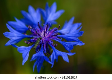 Blue single cornflower with green beatle on green cereal background