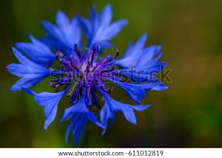 Blue single cornflower with green beatle on green cereal background