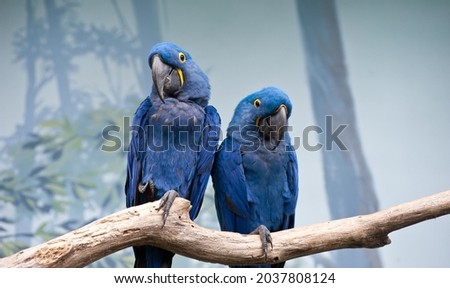 blue sitting macaw macaw hyacinth