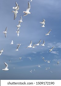 Blue skies filled with solid white gulls inflight