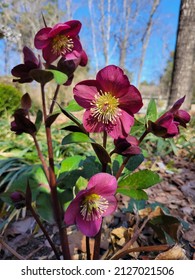 Blue Skies With Winter Hellebore Perennial Blooms 