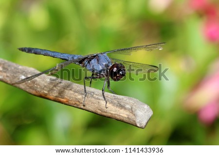 Similar – Close-up of a dragonfly sitting on a poppy seed capsule