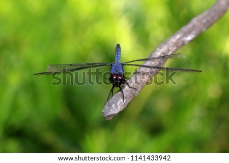 Similar – Close-up of a dragonfly sitting on a poppy seed capsule