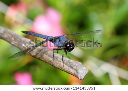 Similar – Close-up of a dragonfly sitting on a poppy seed capsule