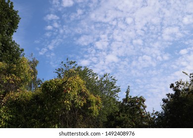 Blue Sky With Alto Cumulus Clouds And Leafy Treeline