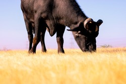 Blue Sky Background With Indian Buffalo Eating Dry Grass,Indian Buffalo Or Domestic Asian Water Buffalo,selective Focus,