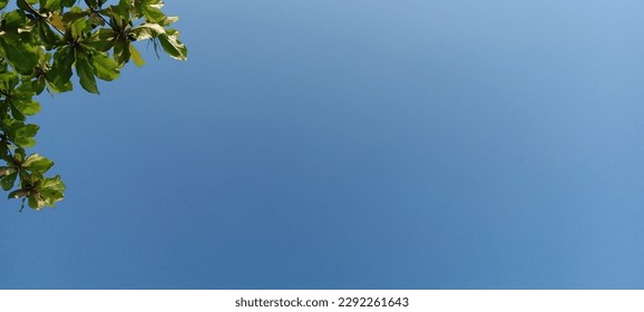 blue sky background with leaf border
