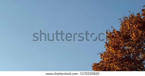 Blue sky background with orange leaves tree in sunny autumn day. Fall season. Beautiful autumn nature. Space for text. Copy space. Negative space.