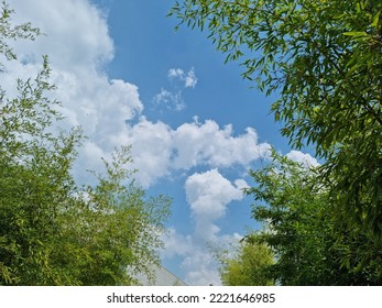 
Blue Sky And Bamboo Forest.