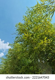 
Blue Sky And Bamboo Forest.