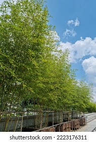 
Blue Sky And Bamboo Forest.